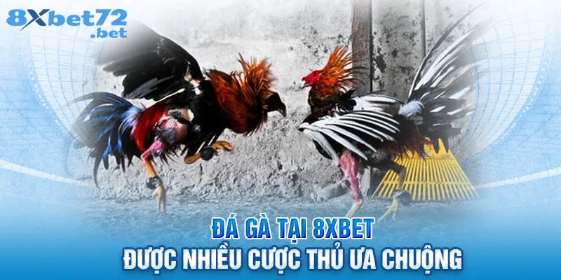 Đá gà tại 8XBet được nhiều cược thủ ưa chuộng