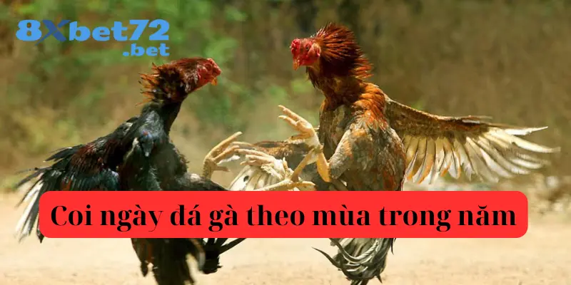 Xem ngày đá gà trước dựa vào mùa trong năm